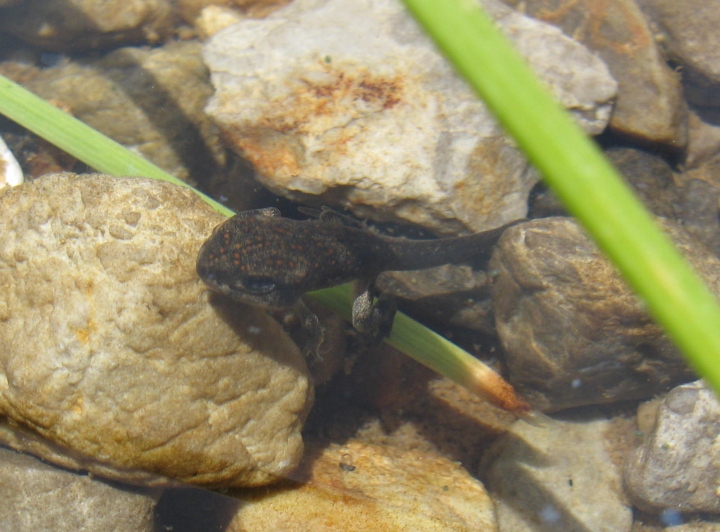 Red-spotted Toad Tadpole